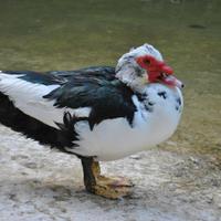 Anatra muta allevata a terra