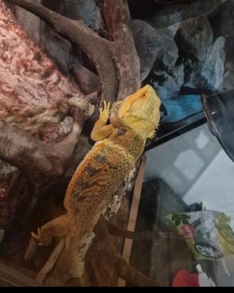 Drago barbuto adulto con teca ed accessori