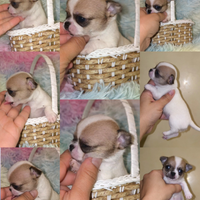 Cuccioli chihuahua toy