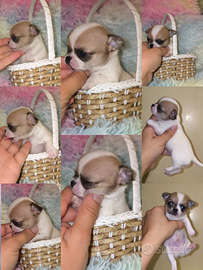 Cuccioli chihuahua toy