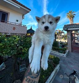 Disponibile cucciola Siberian Husky