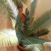 DIOON EDULE pianta palma cycas yucca