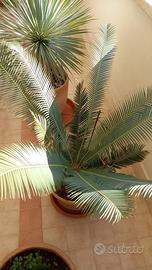 DIOON EDULE pianta palma cycas yucca