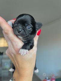 Cuccioli chihuahua chocolate