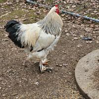 Gallo Brahma 2025