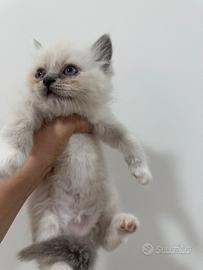 Ragdoll maschietto