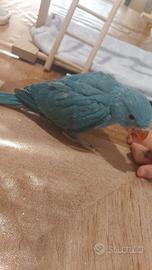 Parrocchetto dal collare ( pullo)