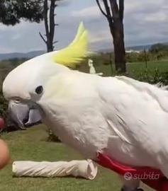 Cacatua galerita Eleonora