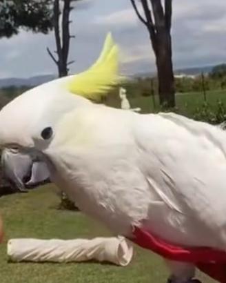Cacatua galerita Eleonora