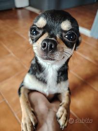 Femmina di Chihuahua toy