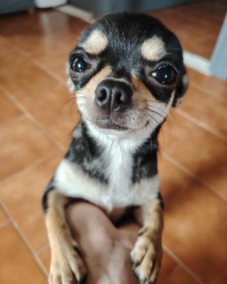 Femmina di Chihuahua toy