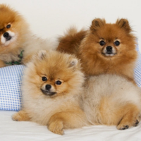 Pomerania Toy con pedigree tel.3458667572