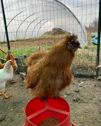 Gallo Morosetta