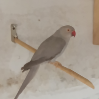 Parrocchetti dal collare