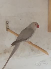 Parrocchetti dal collare