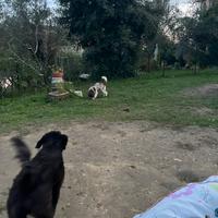 Lagotto Romagnolo