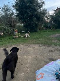 Lagotto Romagnolo