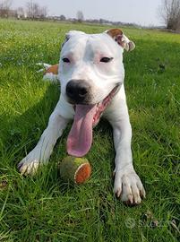 Amstaff Bianco e marrone