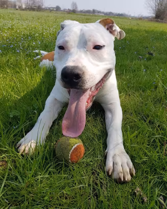 Amstaff Bianco e marrone