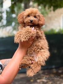 cuccioli Barboncino con Pedigree ENCI 