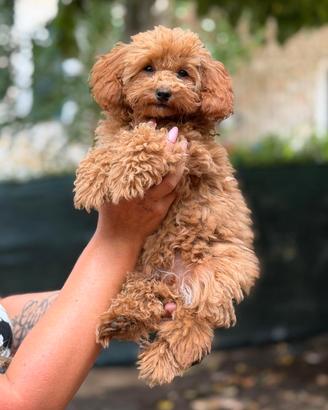 cuccioli Barboncino con Pedigree ENCI 