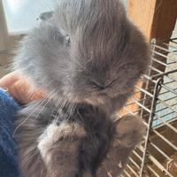 Coniglietti testa di leone