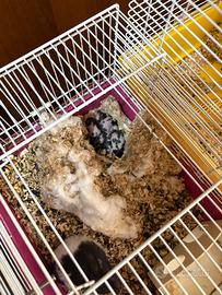 Criceti adorabili sono di razza pura
