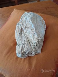 fossile di legno