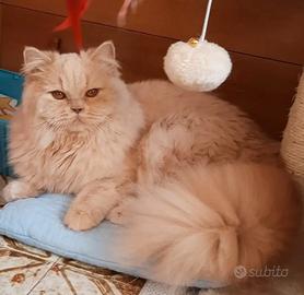 British longhair con pedigree 