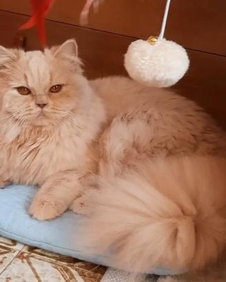 British longhair con pedigree 