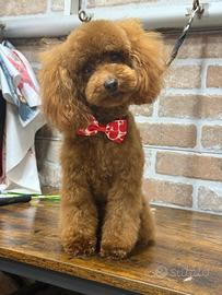 Barboncino per monte