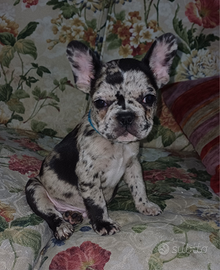 Cucciolo Buldog francese