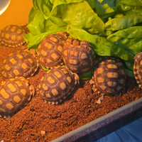 Tartarughe sulcata