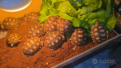 Tartarughe sulcata