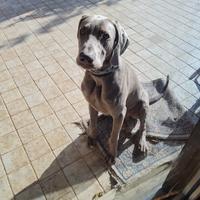 Vendita WEIMARANER