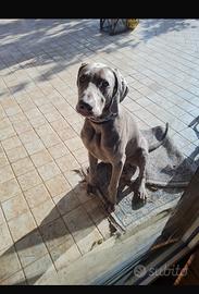 Vendita WEIMARANER