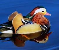 Anatre mandarine e vari Anatidi