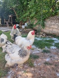 Trio brahma bianco columbia