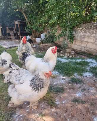 Trio brahma bianco columbia
