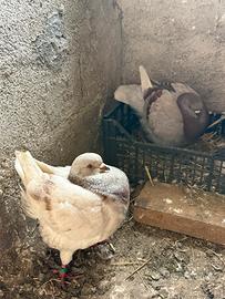 Piccioni