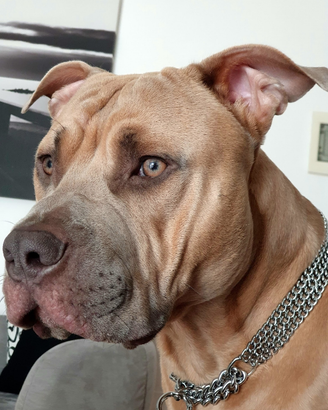 Pitbull per monta