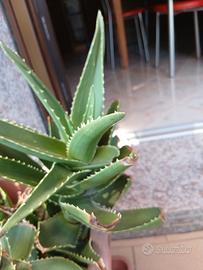 pianta aloe