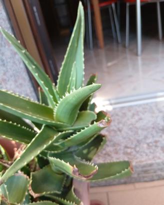 pianta aloe