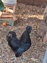 Galline cemani