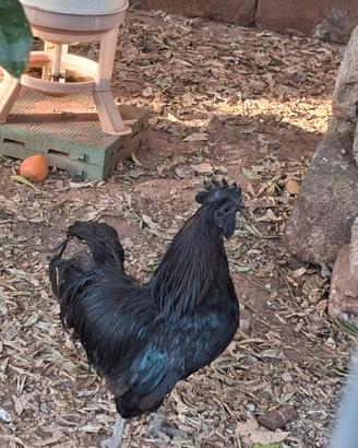 Galline cemani