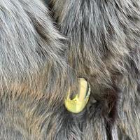 Pelliccia in volpe nera.