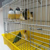 Diamantini del gould