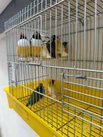 Diamantini del gould