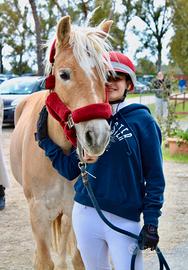 Pony Haflinger 9 anni