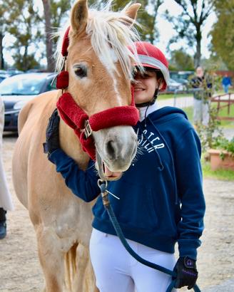Pony Haflinger 9 anni